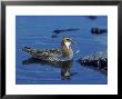 Red Necked Phalarope by Mark Hamblin Limited Edition Pricing Art Print