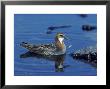 Red Necked Phalarope by Mark Hamblin Limited Edition Print