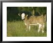 Calf In Field In Late Summer, Scotland by Mark Hamblin Limited Edition Print