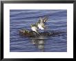 Common Sandpiper, Pair Preparing To Copulate, Scotland by Mark Hamblin Limited Edition Print