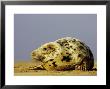 Grey Seal, Portrait Of Adult Female On Sand Bar (Breeding Grounds), Uk by Mark Hamblin Limited Edition Print