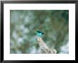 Paradise Tanager, Part Of Mixed Species Flock Feeding, Peruvian Amazon by Mark Jones Limited Edition Print