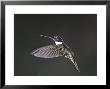 Collared Inca, West Slope Cloud Forest, Lower Tandyapa Valley, Ecuador by Mark Jones Limited Edition Print