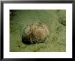 Sea Potato Or Heart Urchin, North Wales, Uk by Paul Kay Limited Edition Print