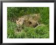 Red Fox, Beside Den Entrance, Sussex, Uk by Elliott Neep Limited Edition Print