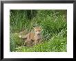 Red Fox, Solitary Fox Cub On Grassy Bank, Sussex, Uk by Elliott Neep Limited Edition Print