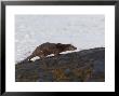 European Otter, Female Otter Running On Dark Bedrock On The Loch Shore, Scotland by Elliott Neep Limited Edition Pricing Art Print