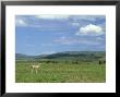 Grants Gazelle, Buck In Habitat, Kenya by Stan Osolinski Limited Edition Pricing Art Print