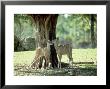 Greater Kudu, Juveniles, Zoo Animal by Stan Osolinski Limited Edition Pricing Art Print