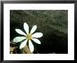 Bloodroot, Michigan by Stan Osolinski Limited Edition Pricing Art Print