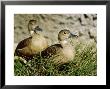 Javan Whistling Duck, Zoo Animal by Stan Osolinski Limited Edition Print