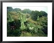 Water Frilled Lobelia, Mout Kenya, Africa by Richard Packwood Limited Edition Print