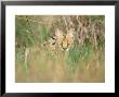 Serval, Hiding In Reeds By Khwai River, Botswana by Richard Packwood Limited Edition Print