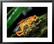 Golden Toad, Mating Monteverde, Costa Rica by Chris Perrins Limited Edition Print