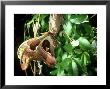 Atlas Moth On Cocoon, Java, Indonesia by Mary Plage Limited Edition Print