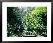 Monteverde Cloud Forest, Costa Rica by Mary Plage Limited Edition Print