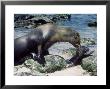 Galapagos Sea Lion, With Pup, Galapagos Islands by Mary Plage Limited Edition Print