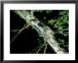 Paradise Flycatcher, Sri Lanka by Mary Plage Limited Edition Print