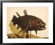 Coelacanthe In The East London Museum, South Africa by Mary Plage Limited Edition Print
