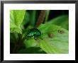 Mint Leaf Beetle, Feeding On Leaf, Oxon, Uk by Keith Porter Limited Edition Pricing Art Print