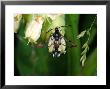 Red-Tipped Clearwing Moth, Adult Feeding, Cambridgeshire, Uk by Keith Porter Limited Edition Print