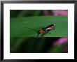 Soldier Beetle, Adult Hunting, Cambridgeshire, Uk by Keith Porter Limited Edition Print
