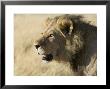 African Lion, Male Head, Botswana by Mike Powles Limited Edition Print
