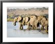 Africa Elephant, Female Group Drinking, Botswana by Mike Powles Limited Edition Pricing Art Print