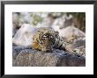 Bengal Tiger, 10 Month Old Cub Lying, India by Mike Powles Limited Edition Print