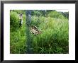 Robin, Bird Ringing, Juvenile In Mist Net, Uk by Mike Powles Limited Edition Print