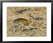 Klipspringer, Adult Female, Tanzania by Mike Powles Limited Edition Print