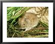 Field Vole, Surrey, Uk by Robin Redfern Limited Edition Print