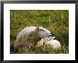 Sheep, Ewe Resting Head On Lamb, Scotland by Keith Ringland Limited Edition Print