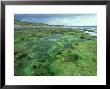 Seaweed On Shore, Caithness, Scotland by Iain Sarjeant Limited Edition Print