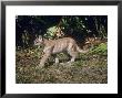 Florida Cougar, Juvenile, 3 Months Old, Florida, Usa by Frank Schneidermeyer Limited Edition Print