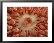 Dahlia Anemone, West Scotland by Sue Scott Limited Edition Print