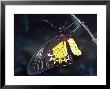 Common Birdwing Butterfly, Troides Helena by Alastair Shay Limited Edition Print