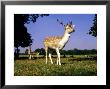 Fallow Deer, Stag, Richmond Park by Alastair Shay Limited Edition Pricing Art Print