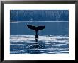 Humpback Whales, Raising Fluke Over Surface, Ak, Usa by Gerard Soury Limited Edition Print