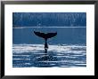 Humpback Whales, Raising Fluke Over Surface, Ak, Usa by Gerard Soury Limited Edition Print