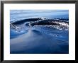 Fin Whale, Playing, Sea Of Cortez by Gerard Soury Limited Edition Print