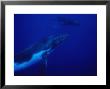 Humpback Whales, Mother And Calf, Polynesia by Gerard Soury Limited Edition Print