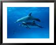 Atlantic Spotted Dolphins, Bahamas, Caribbean by Gerard Soury Limited Edition Print