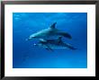 Atlantic Spotted Dolphins, Bahamas, Caribbean by Gerard Soury Limited Edition Print