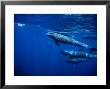 Melon-Headed Whale, Marquises Archipelago, Polynesia by Gerard Soury Limited Edition Print