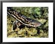 Marbled Catshark On Sea Floor, Indonesia by Gerard Soury Limited Edition Print