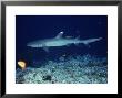 Whitetip Reef Sharks, Swimming, Maldives by Gerard Soury Limited Edition Print