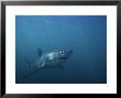 Great White Shark, Swimming, S. Africa by Gerard Soury Limited Edition Print