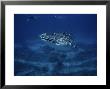 Whale Shark, With Swimmers, Australia by Gerard Soury Limited Edition Print