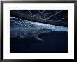 Great White Shark, Swimming By Cage, S. Australia by Gerard Soury Limited Edition Print